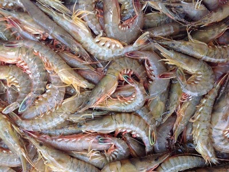 tôm phan thiết