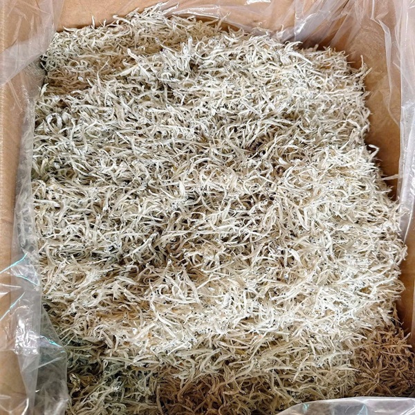 khô cá cơm mờm sữa 010